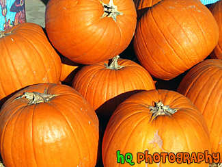 Close Up - Pumpkins