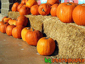 Line of Pumpkins