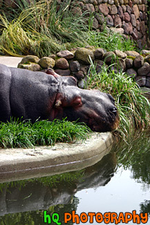 Sleepy Hippo