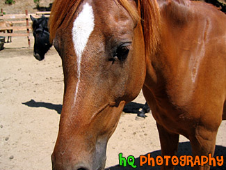 Horse Close Up