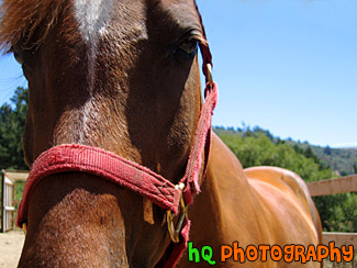 Horse Close Up of Face