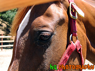 Close Up of Brown Horse Face