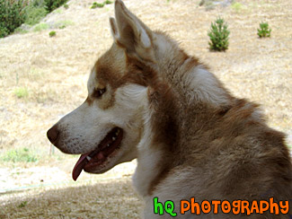 Profile of a Husky