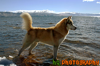 Husky in Lake Tahoe