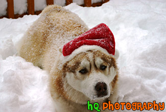 Christmas Husky Dog