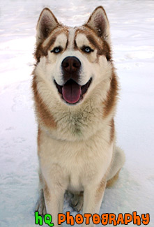 Husky Dog Sitting in Snow