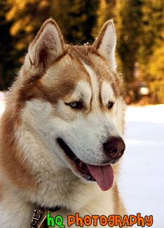 Husky's Face & Tongue