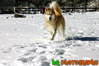 Husky Dog Running on Snow