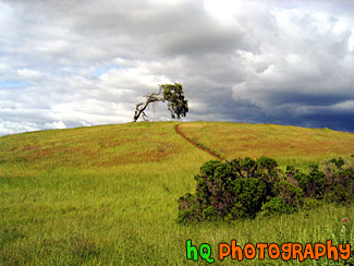 Lonely Tree & Storm