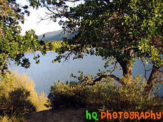 Lake & Scenic Trees