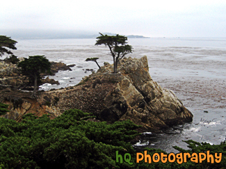 Lone Cypress  in Pebble Beach