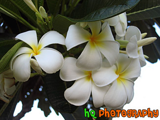 Maui Flowers Close Up