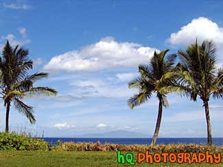 Three Palm Trees