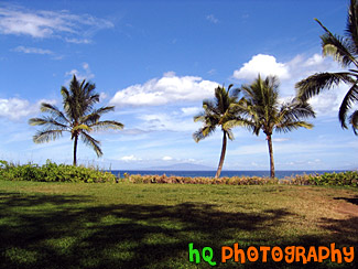 Three Palm Trees & Shadows in Hawaii
