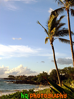 Palm Tree & Wind