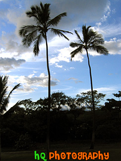 Two Palm Trees of Maui