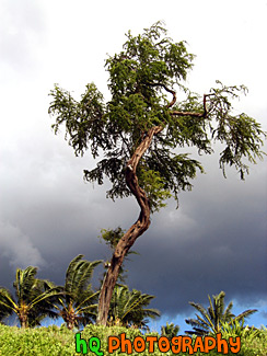 Maui Tree & Dark Clouds