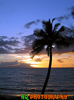 Palm Tree, Ocean, & Sunset