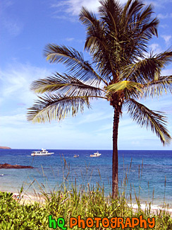 Palm Tree & Ocean of Maui