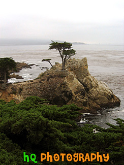 The Lone Cypress in Pebble Beach