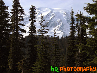 Mt. Rainier Through Evergreen Trees