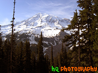 Mt. Rainier & Trees