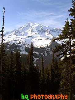 Mt. Rainier & Tall Trees