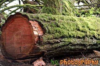 Log with Moss Close Up