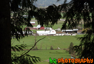 Farm Through Trees