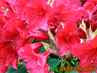 Red Flowers Close Up