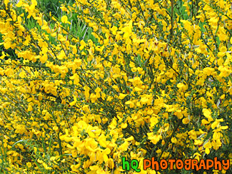 Yellow Flower Bush