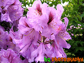 Purple Flowers