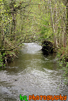 Small Creek & Trees