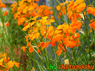 Orange Flowers