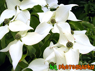 White Flowers Close Up