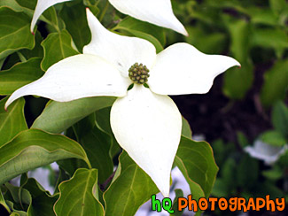 White Flower Close Up