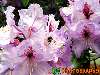 Purple Flowers & A Bee