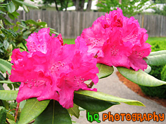 Two Pink Flowers