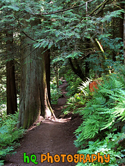 Mt. Peak Trail