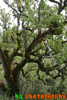 Green Mossy Tree