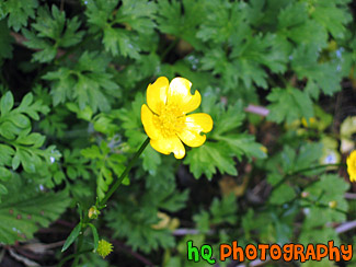 Close Up of a Yellow Buttercup
