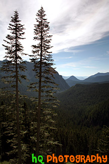 Two Tall Evergreen Trees