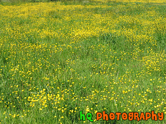 Field of Yellow Buttercups