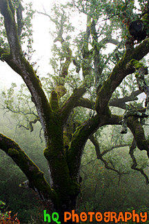 Mossy Tree and Fog