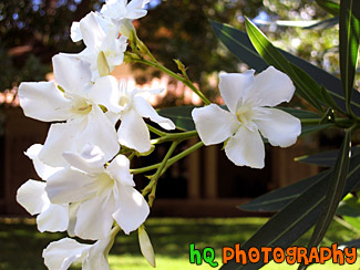 Close Up Scenic Flowers