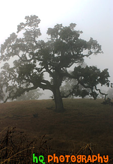 Lone Foggy Tree