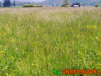 Tall Grass Field