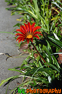 Scenic Red Flower