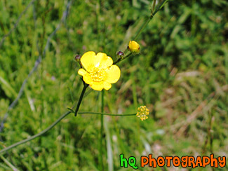 Buttercup Close Up