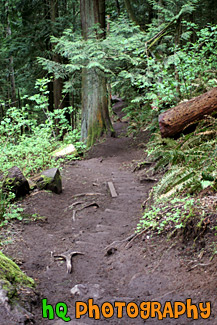 Nature Trail of Mt. Peak, Enumclaw